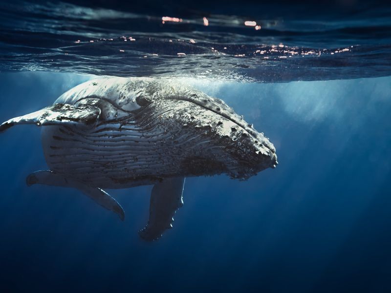 Humpback Whale